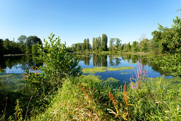 The Cat pond in the marshes of the lower valleys of the Juine and the Essonne river. Vert-le- Petit village 
