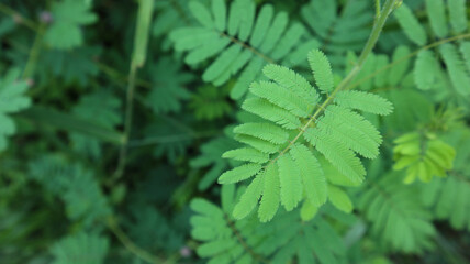 Mimosa pudica, Neptunia plena shrub plant or touch me not plant or mimosa pudica sensitif plant...