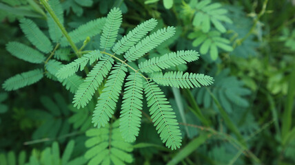Mimosa pudica, Neptunia plena shrub plant or touch me not plant or mimosa pudica sensitif plant growing in the garden. 'Daun putri malu' shy plant