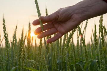 Hand gently touches ripe wheat stalks at sunset in a rural agricultural field