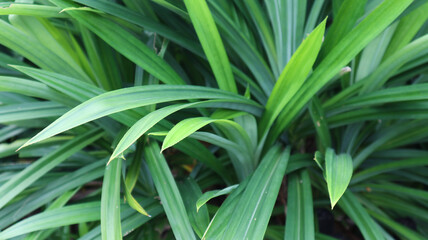 fragrant pandan leaves (pandanus amaryllifolius) daun pandan wangi
