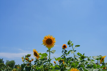 Golden sunflowers under the blue sky