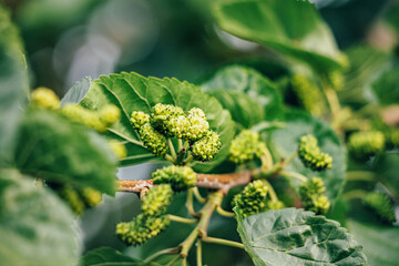 Close up of unripe mulberries growing on a branch, surrounded by green leaves, showcasing the early stages of fruit development in spring