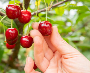 Cherry picking in a sunny orchard during harvest season, showcasing ripe red cherries ready for collection