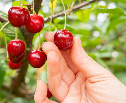 Cherry picking in a sunny orchard during harvest season, showcasing ripe red cherries ready for collection