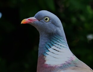close up of a pigeon showing detailed feather formation