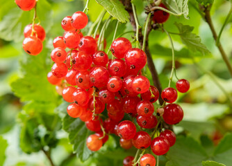 Fresh red currants hanging from branches in a lush garden during summer season