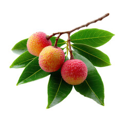 Three Lychees on Branch with Leaves isolated on a transparent background