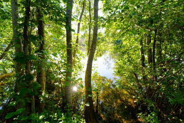 Etang Fleuri in the marshes of the lower valleys of the Juine and the Essonne river. Vert-le- Petit village 