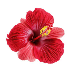 Closeup of a vibrant blooming red hibiscus flower on gigapixel image with intricate details, Closeup a blooming red hibiscus flower isolated on Transparent background