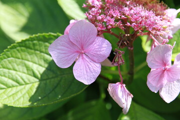 Fototapeta premium Close-up of pink Hydrangea serrata with tiny fertile florets, sunlit against green leaves. A delicate botanical showcase in Merano’s gardens. South Tyrol, Italy.