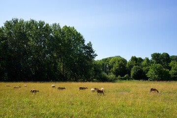 Flock of sheep grazing in marshes of the lower valleys of the Juine and the Essonne river....