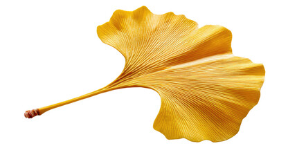 Naklejka premium Golden Ginkgo Leaf: A single, vibrant golden ginkgo biloba leaf, delicately veined and showcasing the autumnal hues, isolated against a pure white background. 