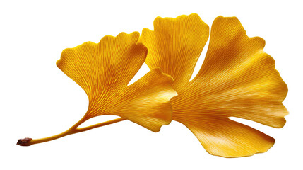 Naklejka premium Golden Ginkgo Duo: A close-up shot reveals a pair of vibrant, fan-shaped ginkgo leaves showcasing their rich, autumnal hues and intricate veining, a testament to nature's artistry.