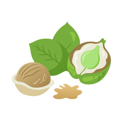 Fresh vector illustration of walnut halves and leaves, ideal for food, health, and organic product branding