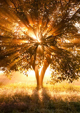 Beams of light stream through a walnut tree at sunrise