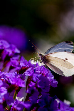 White butterfly on a purple statice flower