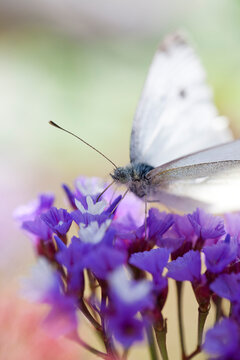 White butterfly on a purple statice flower