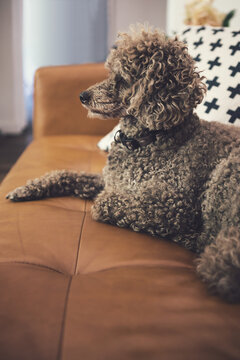 Toy poodle sitting on a tan leather sofa in a contemporary living room