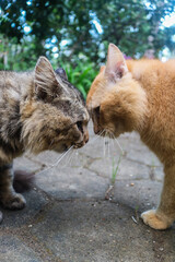 Ginger cat and brown cat fighting each other. Two angry cats fighting screaming, scratching and...