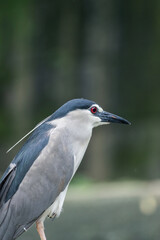 A black-crowned night heron stands on a rock, its striking red eyes and distinctive white head plumes clearly visible. The bird's sleek dark grey and white plumage contrasts with the flowing water.