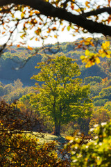 Majestic tree standing on a hill in autumn, Slovakia