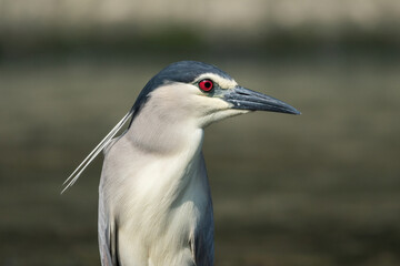 A black-crowned night heron stands on a rock, its striking red eyes and distinctive white head plumes clearly visible. The bird's sleek dark grey and white plumage contrasts with the flowing water.