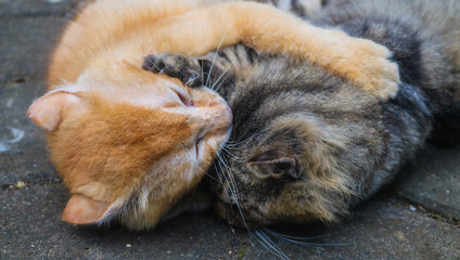 Ginger cat and brown cat fighting each other. Two angry cats fighting while screaming, scratching and biting each other. Orange cat fighting with tabby cat