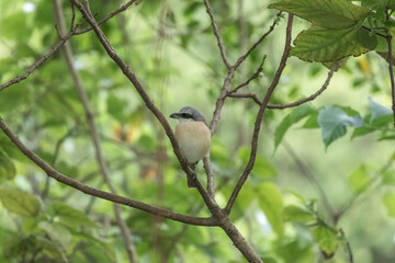 Obraz premium A brown shrike perches on a branch, its light belly and darker back visible against a soft, green background of leaves. The bird's alert posture suggests it's observing its surroundings.
