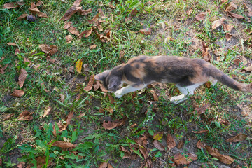 cat catches a mouse, A cat hunting for a mouse in the grass in autumn, as seen from above.