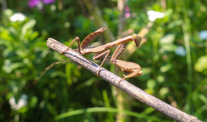 Brown praying mantis on tree branch. Praying mantis (mantis religiosa) in the grass. A close-up shot of a brown praying mantis camouflage on a branch in nature