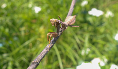 Brown praying mantis on tree branch. Praying mantis (mantis religiosa) in the grass. A close-up...