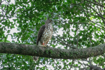 A crested goshawk, a medium-sized raptor, perched on a tree branch amidst lush green foliage. The goshawk has distinctive dark brown feathers with lighter bars and a prominent crest on its head.