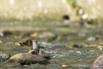 A Plumbeous Water Redstart stands on a rock in a flowing stream. Its reddish tail adds a pop of...