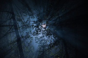 Mysterious Moonlit Forest: Illuminating Shadows and Whispering Trees in a Captivating Nighttime...