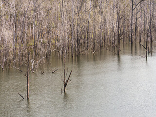 Dry leaved trees growing in water