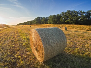 hay bales in the field