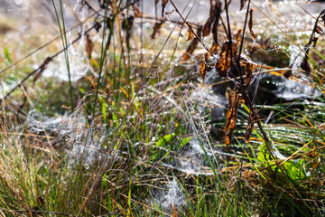 Morning Dew on Spider Webs with Droplets Captured in Nature's Beauty, Weaving Intricate Patterns Among Dry Leaves and Vibrant Grass in a Serene Environment