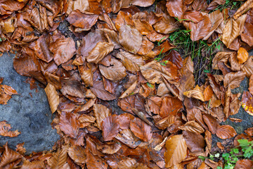 A Carpet of Vibrant Autumn Leaves Covering the Ground with a Beautiful Array of Colors and Textures in a Natural Landscape Setting Capturing Seasonal Change and Serenity