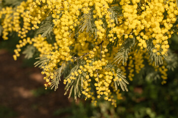 Mimosa Flowers Blooming Springtime Sunlight: vibrant yellow blossoms outdoor springtime photography.