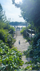 A Serene Pathway Leading to the Water: Lush Greenery Frames a Tranquil Space with a Dog Strolling Towards a Beautiful Scenic View Under a Clear Blue Sky