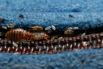 Bed bugs in a matress seam