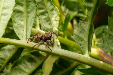 Jumping spider on a leaf