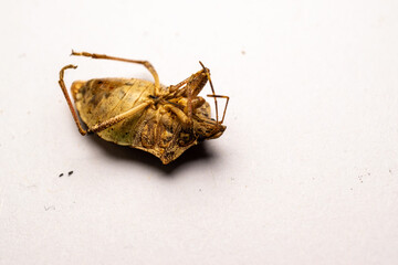 Dead shield bug