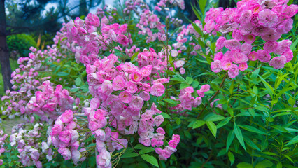 A Vibrant Display of Blossoming Pink Flowers Amid Lush Green Foliage in a Beautiful Natural Setting Surrounded by Lively Garden Elements