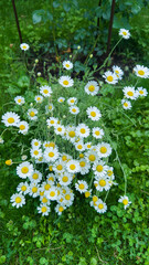 A Lush Cluster of Bright White and Yellow Daisies Flourishing in a Green Garden Setting Surrounded...