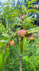 Lush Peach Tree Brimming with Juicy Fruit Surrounded by Vibrant Green Foliage Under a Bright Sky, Ideal for Gardening Enthusiasts and Nature Lovers Alike