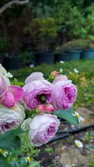 Beautiful Close-Up of Pink Roses Surrounded by Lush Greenery and Daisies in a Tranquil Garden Setting Under Natural Light