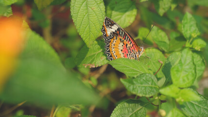 Beautiful flowers and butterfly in garden