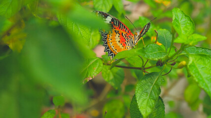 Beautiful flowers and butterfly in garden